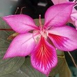 Bauhinia purpureaÇiçek