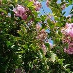 Lagerstroemia indica Облик