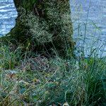 Deschampsia cespitosa Flower