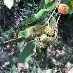 Castanea pumila 葉