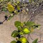 Lonicera japonica Meyve