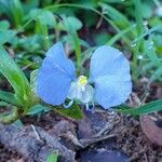 Commelina ensifolia 花