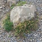 Poa bulbosa Mosusu