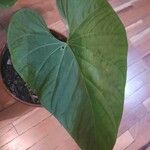 Anthurium andraeanumFolha