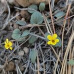 Viola purpurea 整株植物