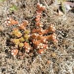 Sedum anglicum Flors