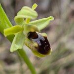 Ophrys virescens Fula
