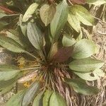 Echinodorus grandiflorus Folha