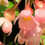Begonia fuchsioides Plod