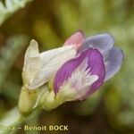 Astragalus baionensis Blüte