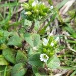 Cerastium glomeratumFlor