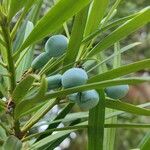 Podocarpus neriifolius Fruit