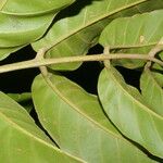 Guarea macrophylla पत्ता