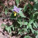 Melampyrum nemorosum Květ