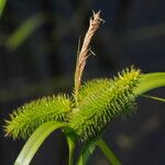 Carex comosa Virág