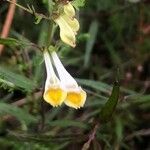 Melampyrum pratense Floare