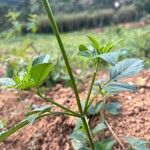 Bidens alba Casca