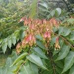 Ailanthus altissima Leaf