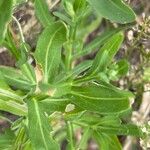 Helenium microcephalum Leaf