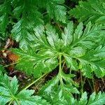 Geranium palmatum Leaf