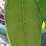 Ficus binnendykii ഇല