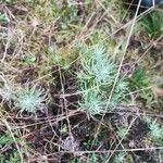 Helichrysum stoechasBlad