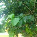 Ficus religiosa Leaf