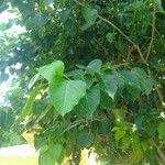 Ficus religiosa Leaf