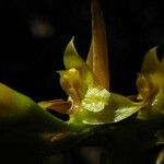 Bulbophyllum bidenticulatum