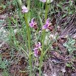 Ophrys scolopaxBlüte