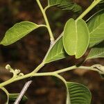 Annona reticulata Hoja