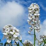 Hesperis matronalis Hábito