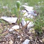 Fritillaria tubaeformis Tervik taim