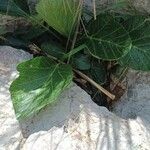 Pastinaca lucida Hoja