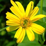 Silphium perfoliatum Çiçek