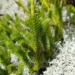 Lycopodium clavatum Folha