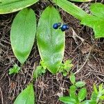 Clintonia borealis Liść