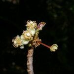Zuelania guidonia 花
