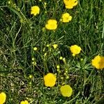 Ranunculus macrophyllus موطن