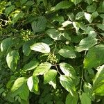 Cornus masЛіст