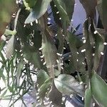 Rhipsalis elliptica Ліст