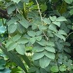 Cassia obtusifolia Leaf