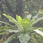 Sonchus fruticosus Hoja