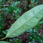 Annona foetida ഇല