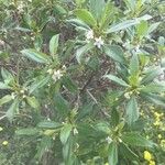 Myoporum laetum花