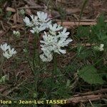 Orlaya grandiflora 形態