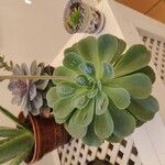 Echeveria secunda List