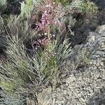 Limonium insigne Flor