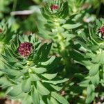 Rhodiola integrifolia Habitus