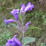 Strobilanthes tomentosa Buveinė